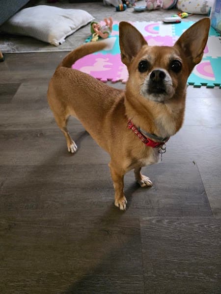 Petco Grooming image 2