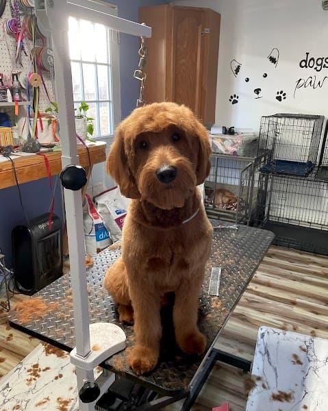 Rhonda Stanner Independent pet stylist image 1