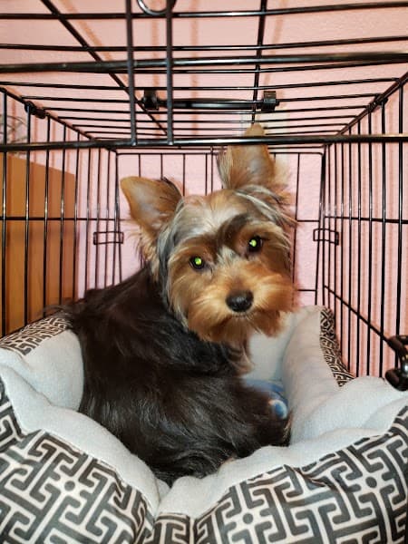 Rhonda Stanner Independent pet stylist - Pet Grooming in Sacramento image 2