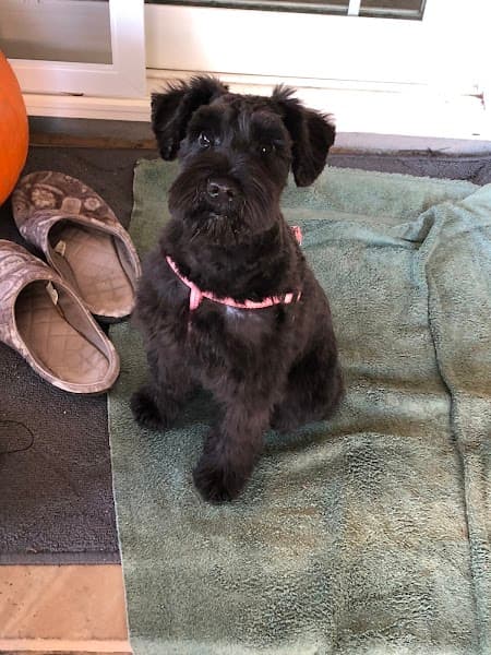 Rhonda Stanner Independent pet stylist image 3