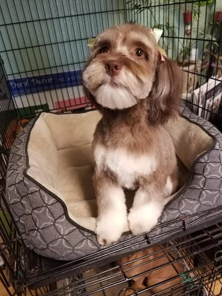 Rhonda Stanner Independent pet stylist image 5