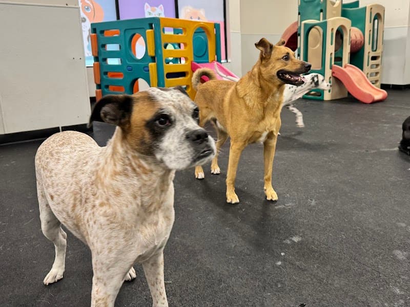 The Smiling Dog image 1