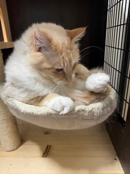 The Smiling Dog image 2