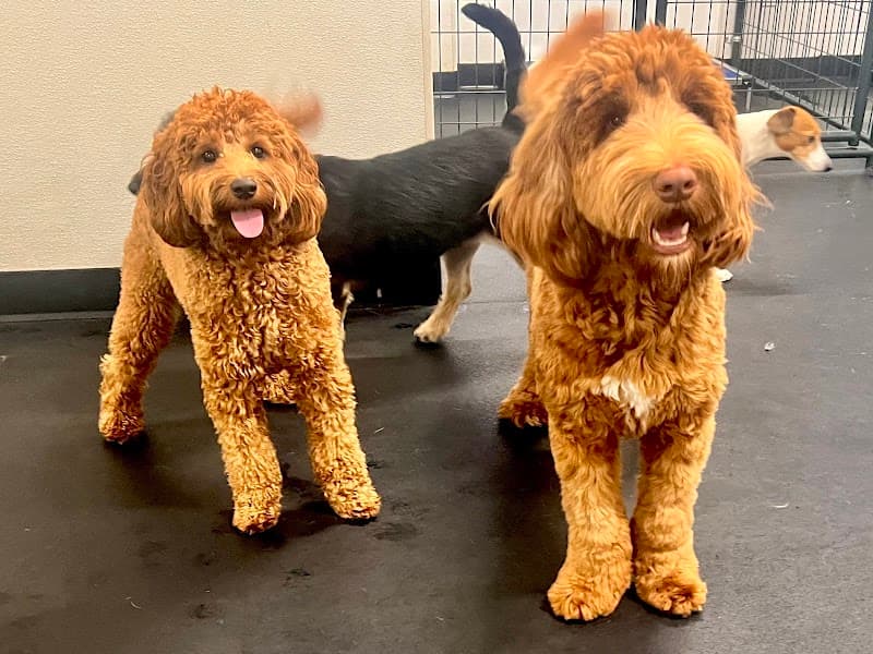 The Smiling Dog image 3