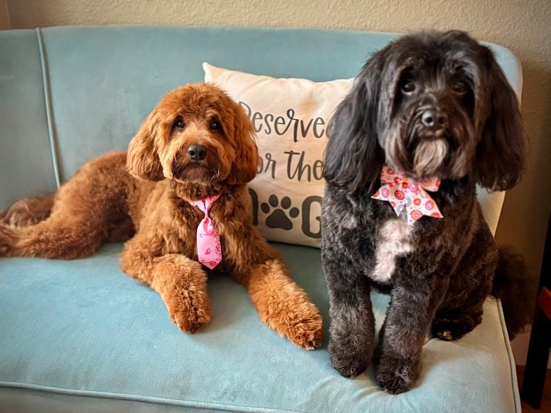 The Smiling Dog image 4