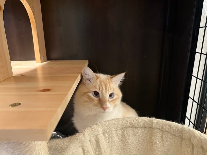 The Smiling Dog image 5