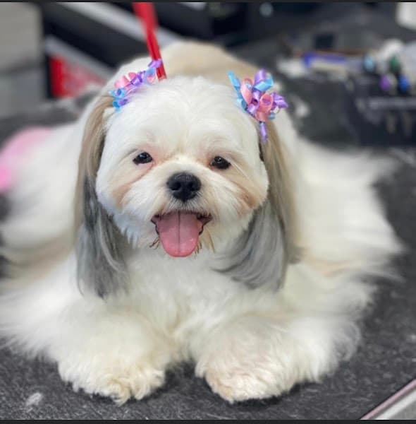 The Pet Spa At Laguna - Pet Grooming in Elk Grove image 1