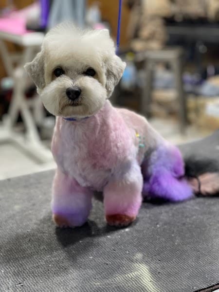 The Pet Spa At Laguna - Pet Grooming in Elk Grove image 2