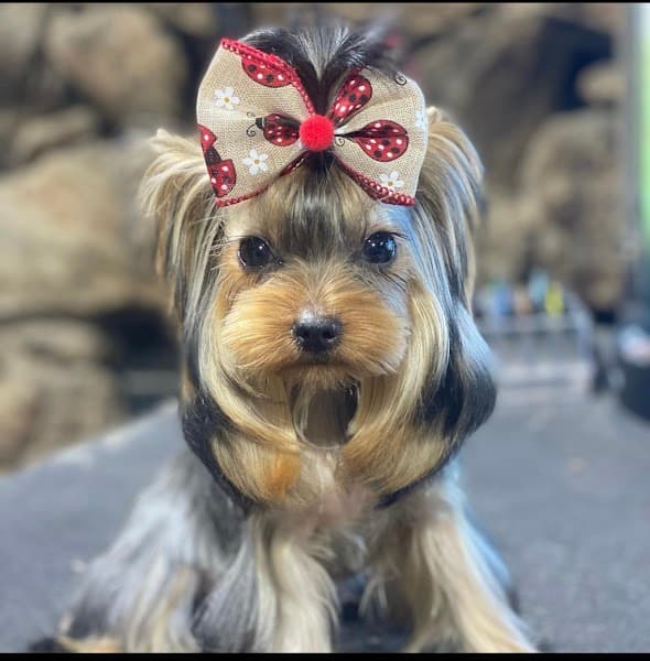 The Pet Spa At Laguna - Pet Grooming in Elk Grove image 3