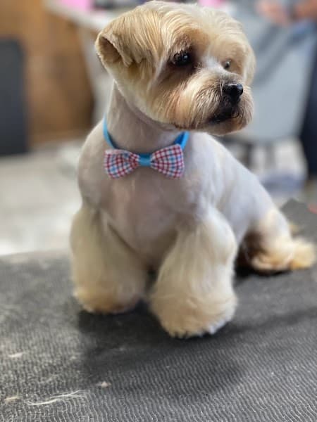 The Pet Spa At Laguna - Pet Grooming in Elk Grove image 4