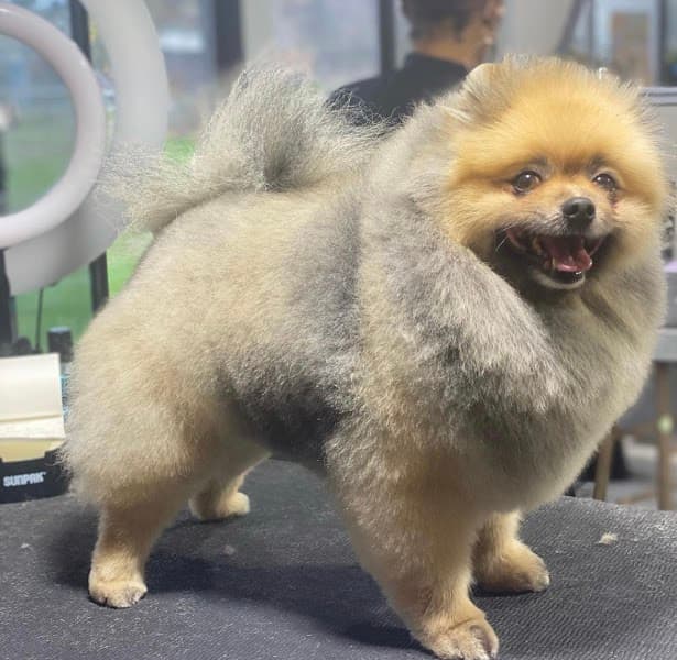 The Pet Spa At Laguna - Pet Grooming in Elk Grove image 5