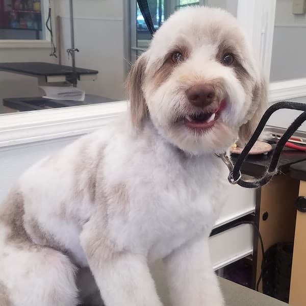 Petco Grooming image 2