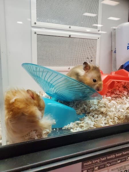 Petco Grooming image 4