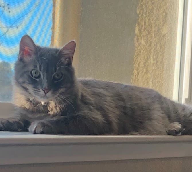 Petco Grooming image 5