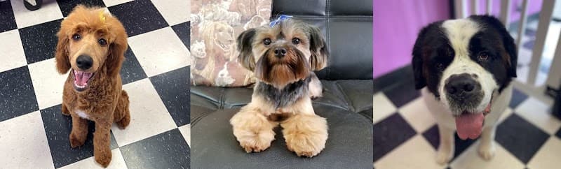 Fuzz Monsters Pet Grooming - Pet Grooming in Citrus Heights image 1