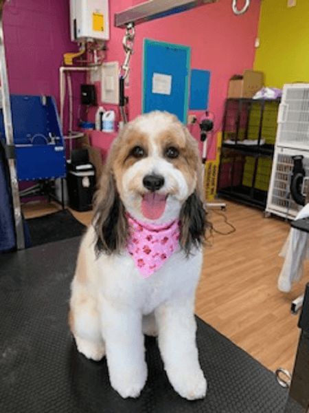 Fuzz Monsters Pet Grooming image 2