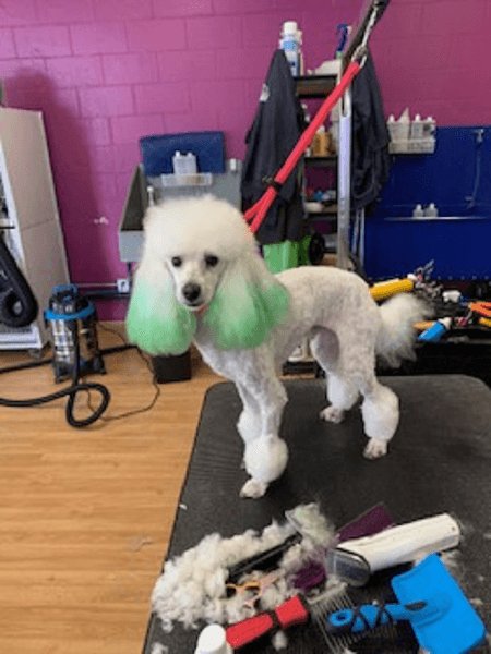 Fuzz Monsters Pet Grooming - Pet Grooming in Citrus Heights image 3