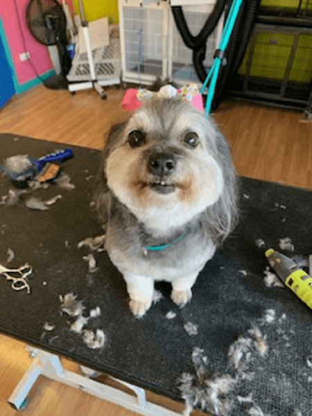 Fuzz Monsters Pet Grooming image 4