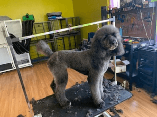 Fuzz Monsters Pet Grooming image 5