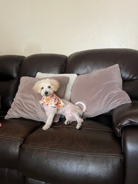 Petco Grooming - Pet Grooming in Sacramento image 5