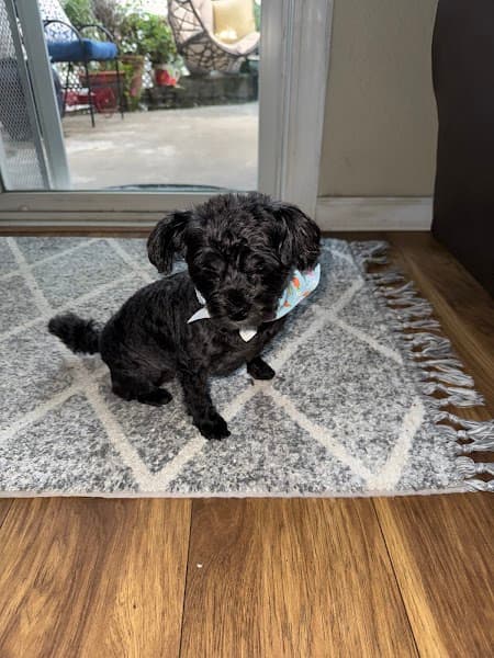 Posh Paws Grooming Salon Granite Bay image 1