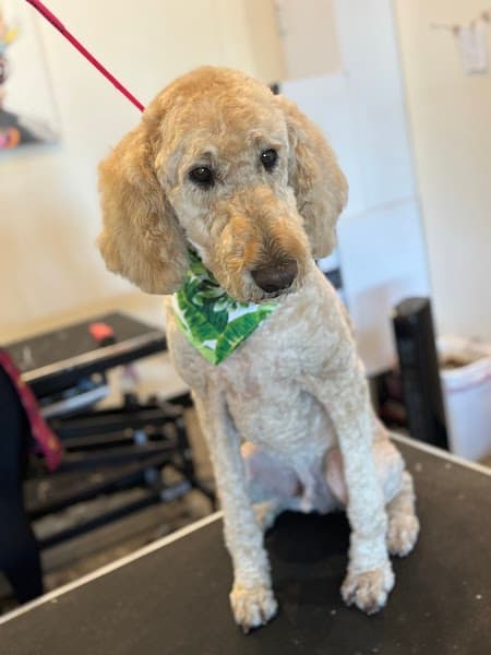 Posh Paws Grooming Salon Granite Bay image 2