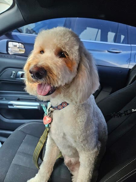 Posh Paws Grooming Salon Granite Bay image 3