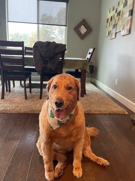 Posh Paws Grooming Salon Granite Bay image 4