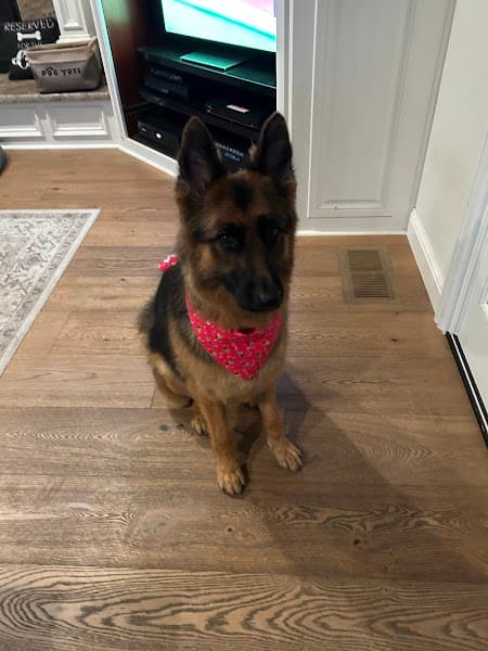 Posh Paws Grooming Salon Granite Bay image 5