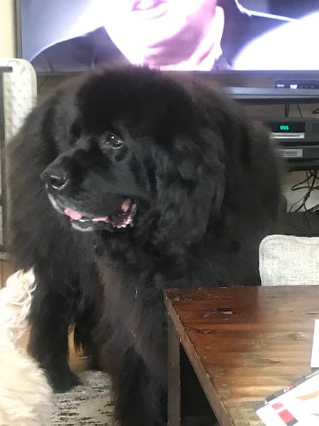 Petco Grooming image 2