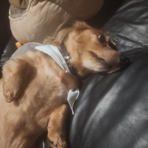 Petco Grooming image 3