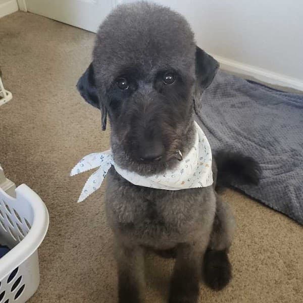 Petco Grooming image 4