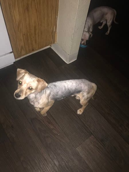 Petco Grooming image 5