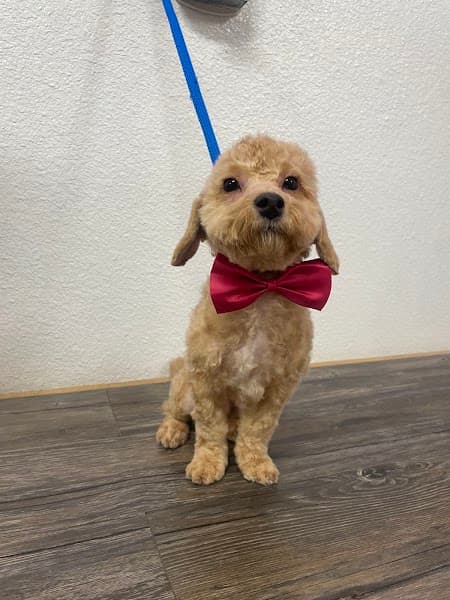 Happi Feet Dog Grooming image 2