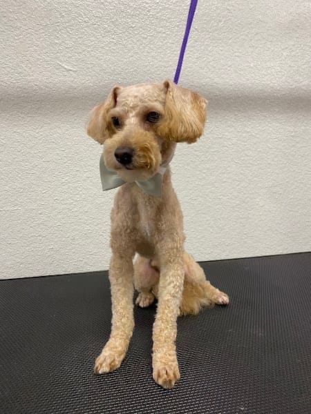 Happi Feet Dog Grooming image 4