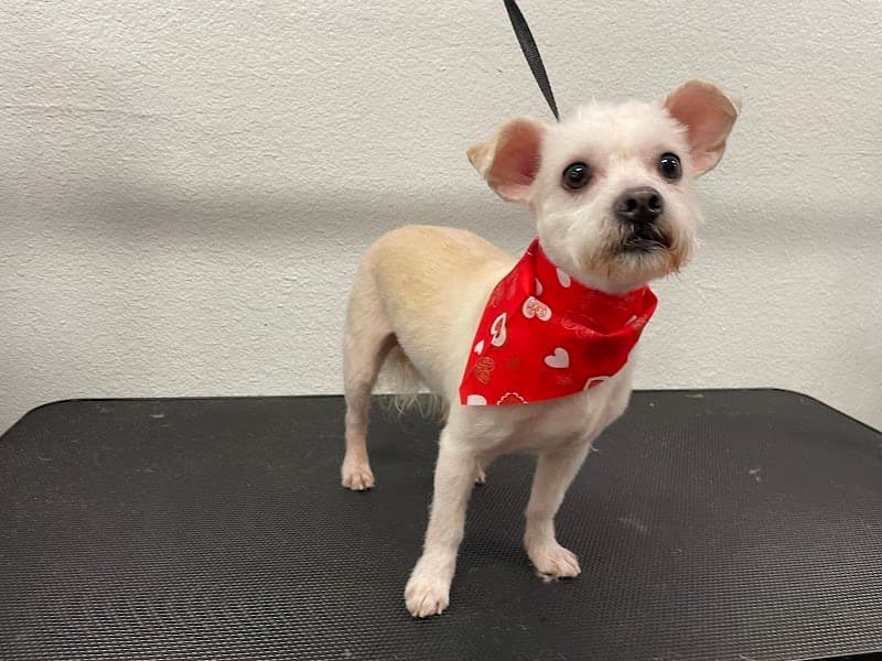 Happi Feet Dog Grooming image 5