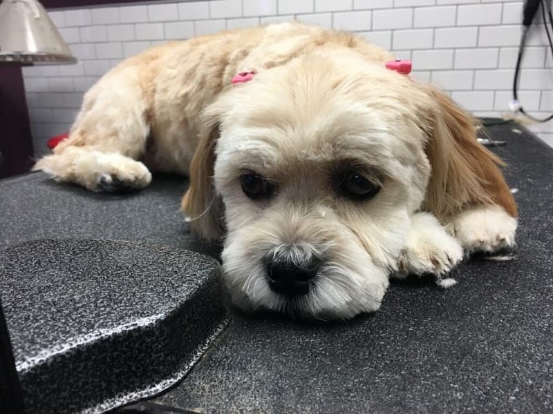 Lincoln Pet Spa image 1