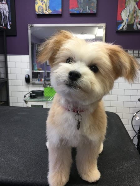 Lincoln Pet Spa image 2