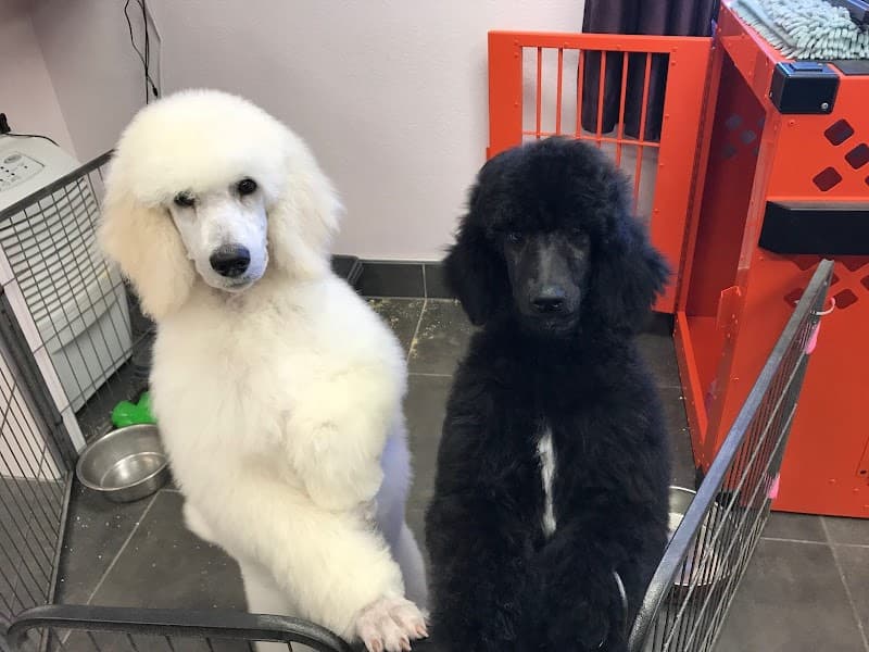 Lincoln Pet Spa image 3