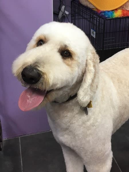 Lincoln Pet Spa image 4