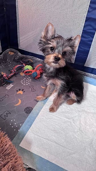 Pampered Paws image 1