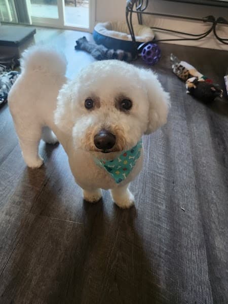 Pampered Paws image 2