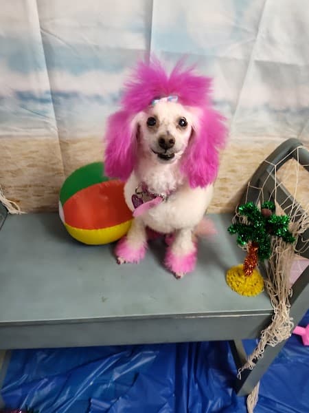 Pampered Paws - Pet Grooming in Carmichael image 3