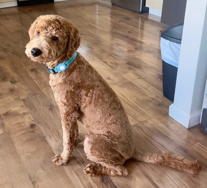 Pampered Paws image 4