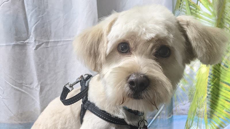 Charlene's Dog Spa image 1