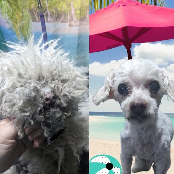 Charlene's Dog Spa - Pet Grooming in Sacramento image 2