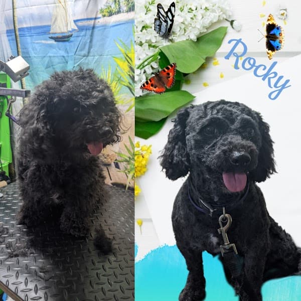 Charlene's Dog Spa image 3