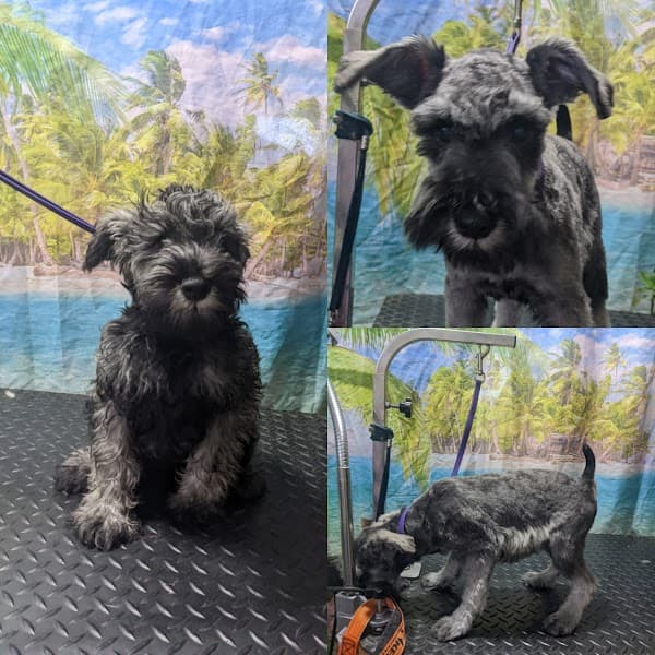 Charlene's Dog Spa - Pet Grooming in Sacramento image 4