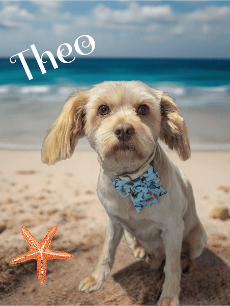 Charlene's Dog Spa image 5