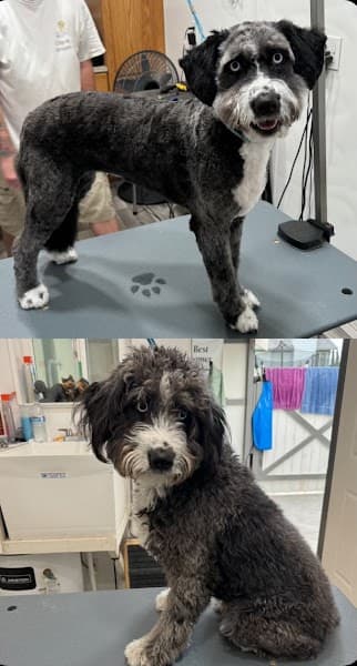 Clip-N & Groom-N image 1